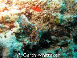 Sodwana always full of colour by Garth Whittaker 